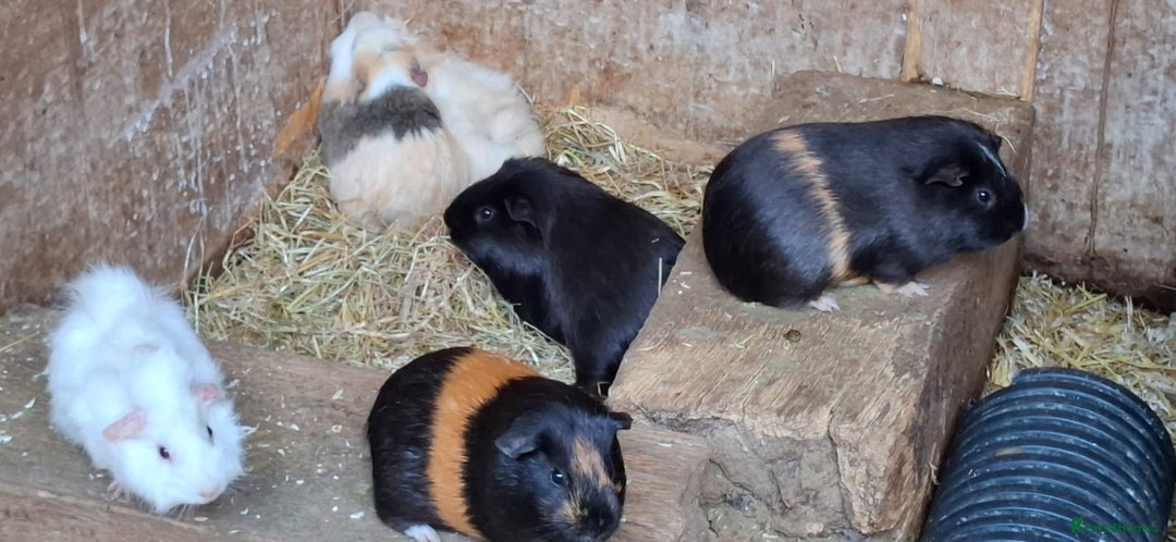 Guinea Pig rodents for sale: Baby guinea pigs  - Image 9