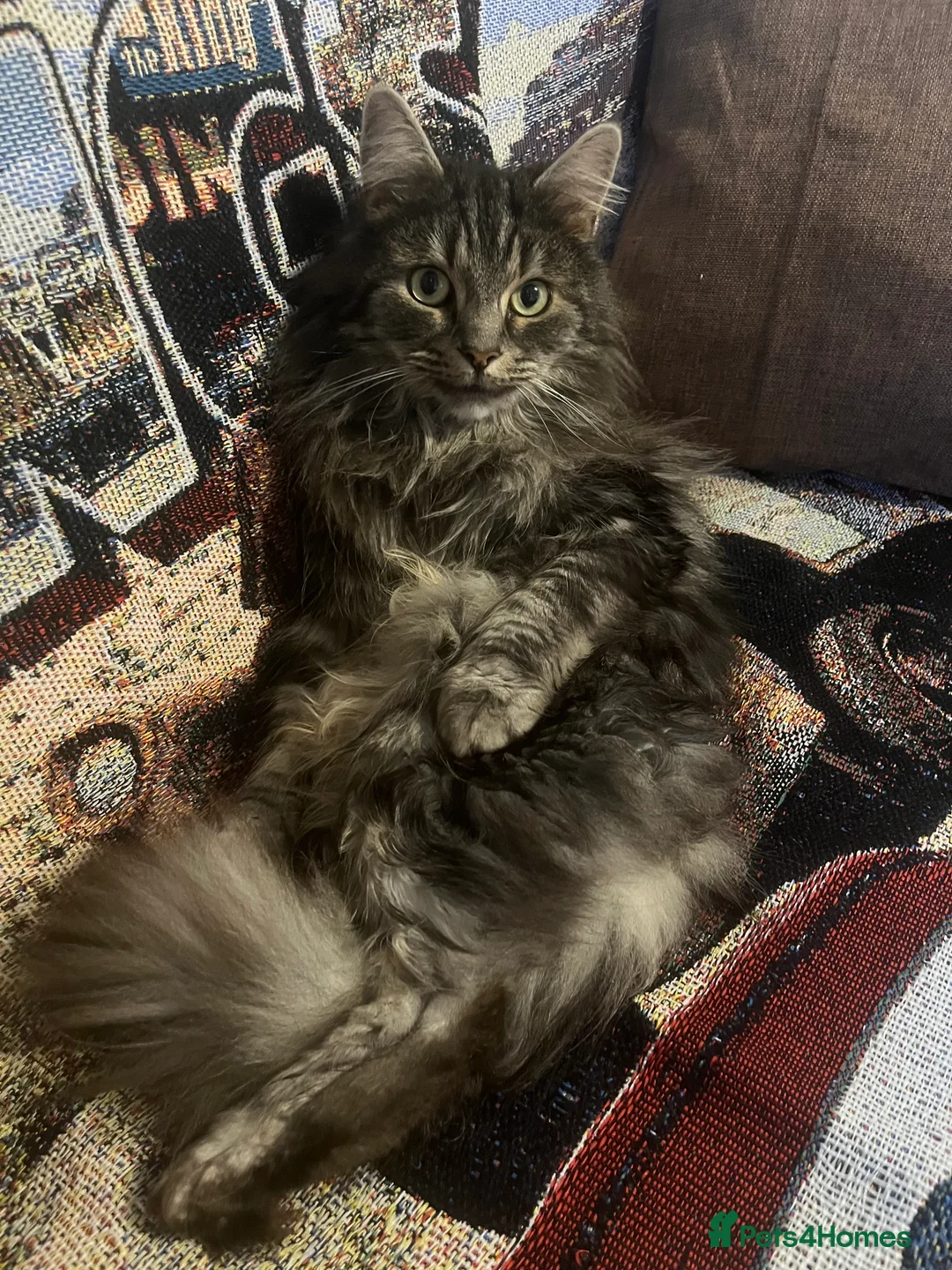 British Longhair cats for sale: Male Long haired mixed breed  - Advert 3