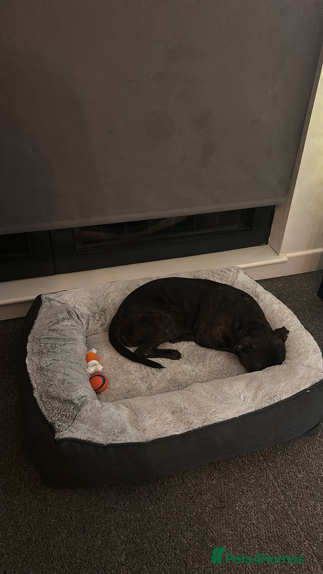 Mixed Breed dogs for sale: A loving and playful soul looking for a new home  - Image 3