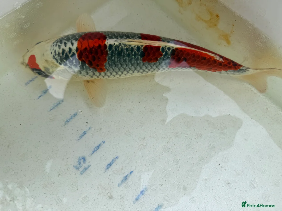 Koi Carp fish for sale: Japanese koi plus more - Advert 10