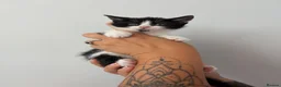 Mixed Breed cats for sale: Beautiful kittens - Advert 10