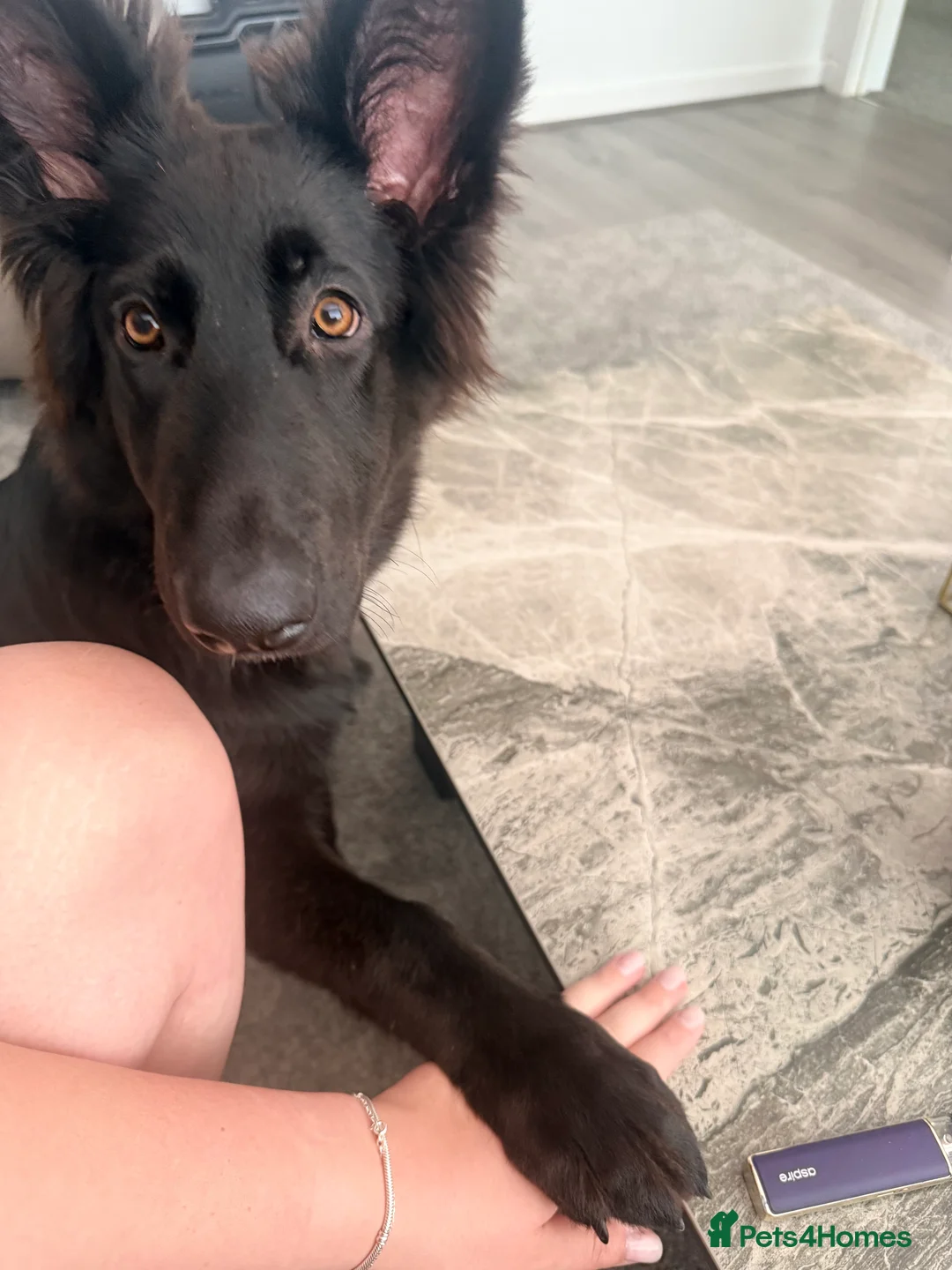 German Shepherd dogs for sale: German Shepherd bitch for sale  - Advert 14