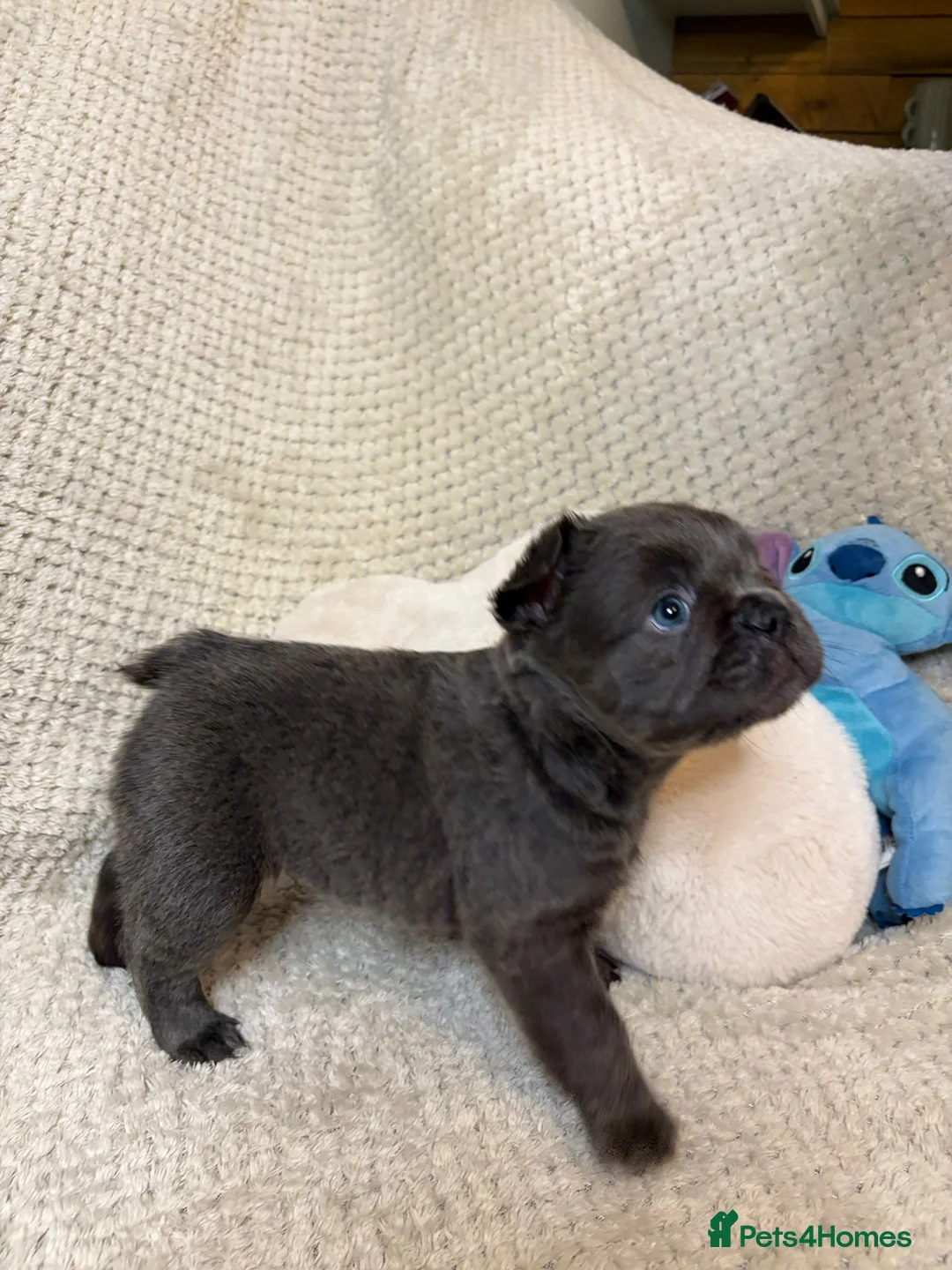 French Bulldog dogs for sale: Fluffy French Bulldogs in Bangor - Advert 13