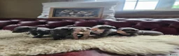 Whippet dogs for sale: Exquisite litter of whippet puppies  in Ormskirk - Advert 16