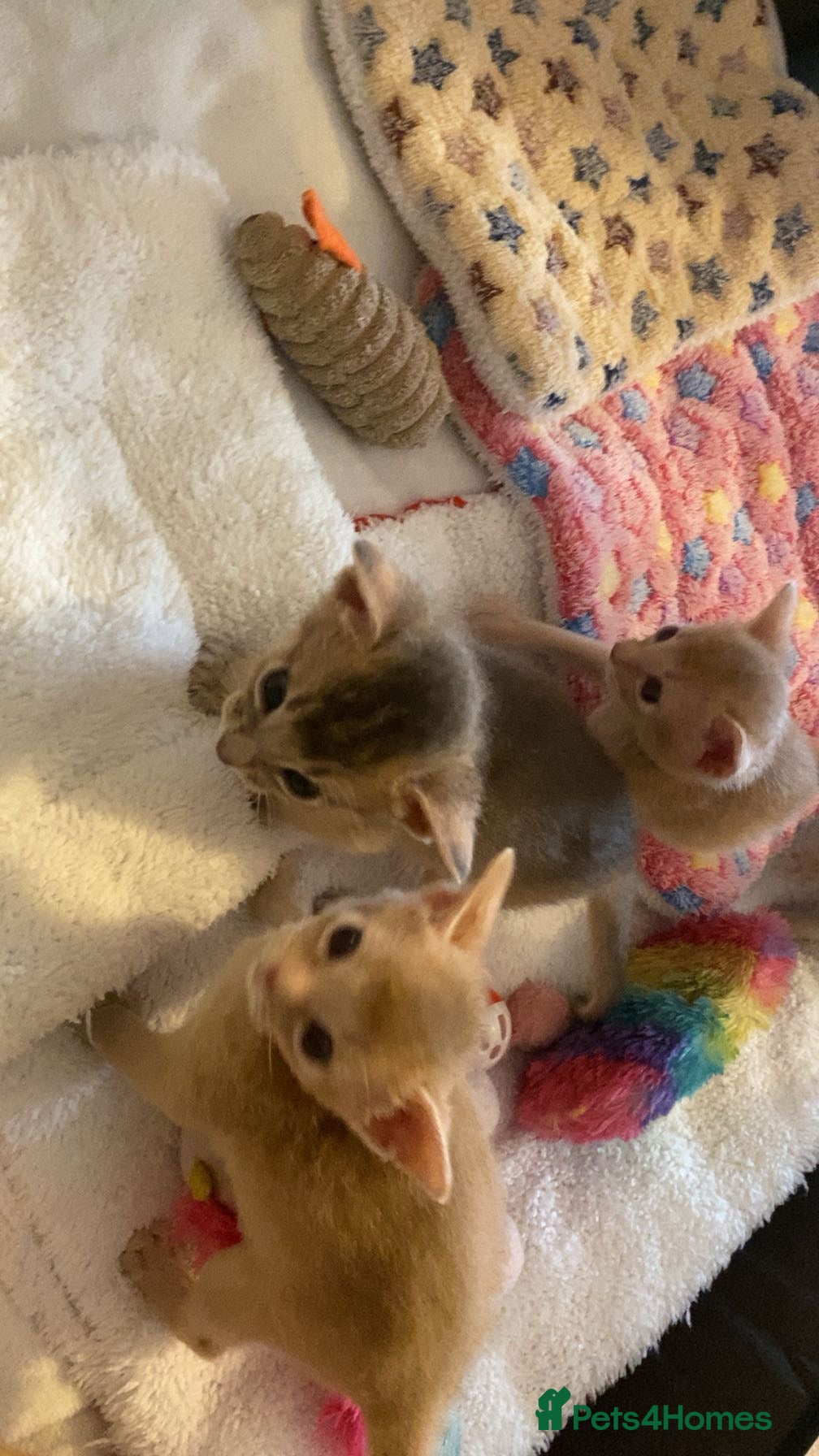 Abyssinian cats Abyssinian kittens 🐾 - Advert 18