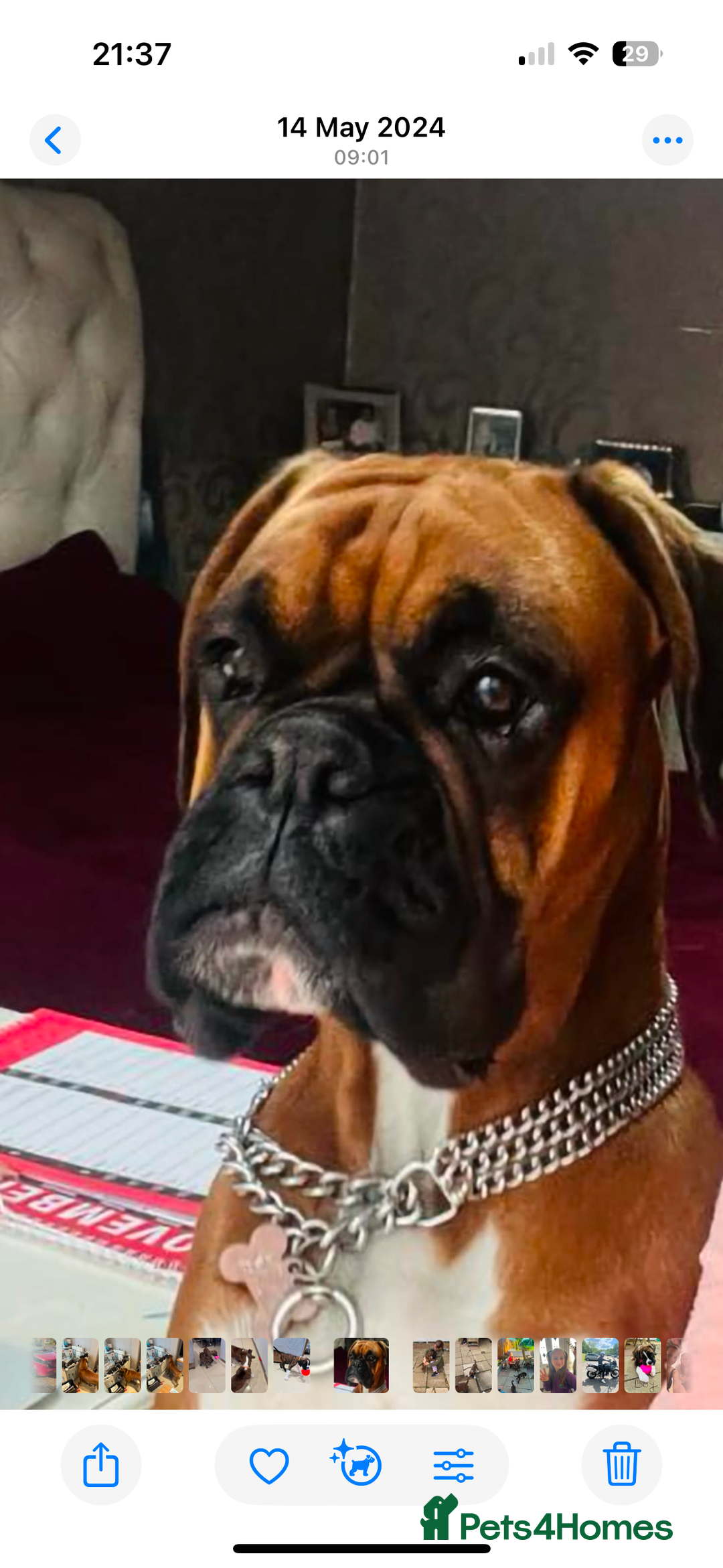 Boxer dogs for sale: KC registered boxer puppies  - Advert 11