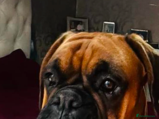 Boxer dogs KC registered boxer puppies - Advert 2