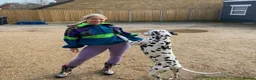 Dalmatian dogs for sale: Blue is looking for his second home *please read* in Lancaster - Advert 9
