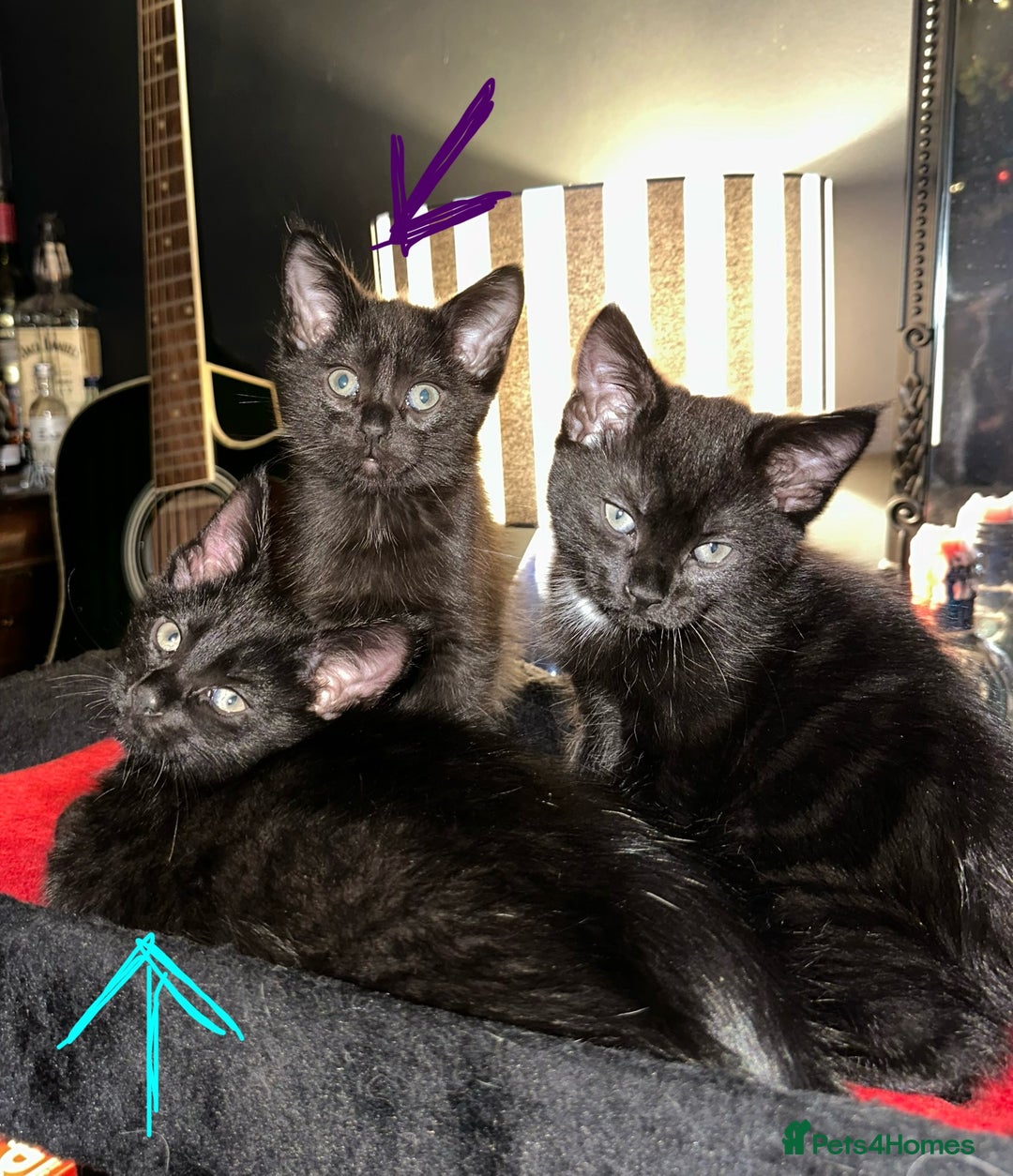 Maine Coon cats for sale: Maine Coon Kittens  - Advert 2