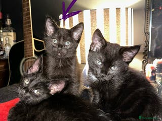 Maine Coon cats Maine Coon Kittens - Advert 13