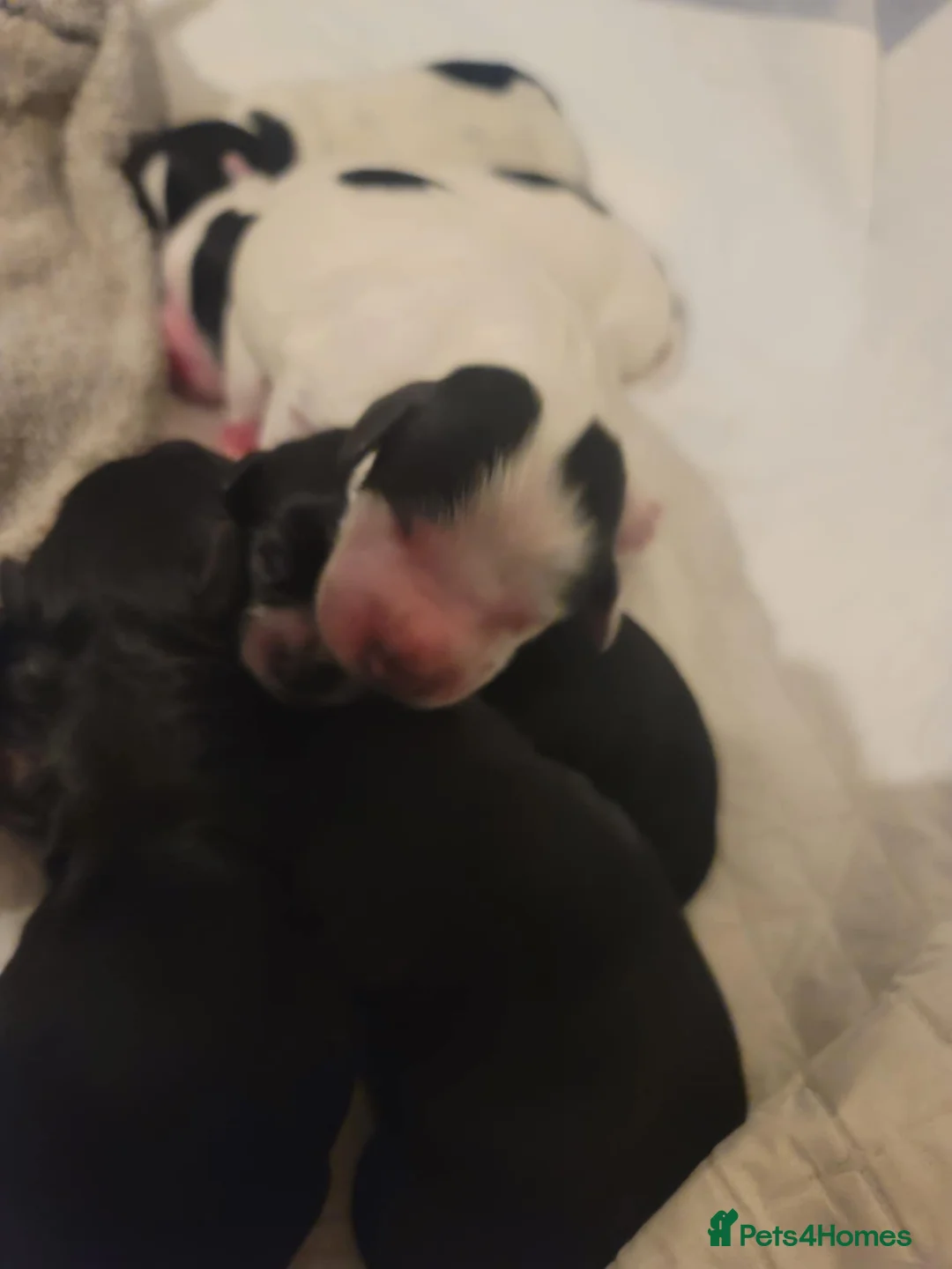 Cockapoo dogs for sale: The Magnificent fully-vaccinated Seven  in Romford - Advert 32