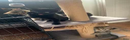 Mixed Breed cats for sale: Bengal kittens  in Huntingdon - Advert 10