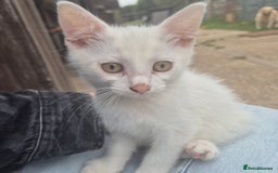 British Shorthair cats for sale: Two beautiful BSH kittens  - Image 3
