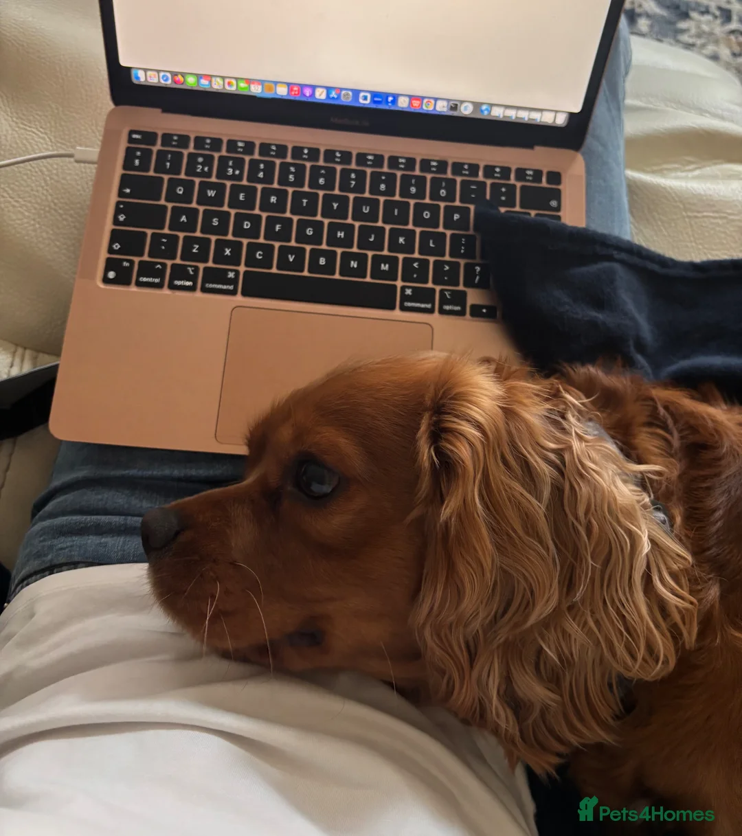 Cavalier King Charles Spaniel dogs for stud: Cavalier King Charles Spaniel for stud  - Advert 24