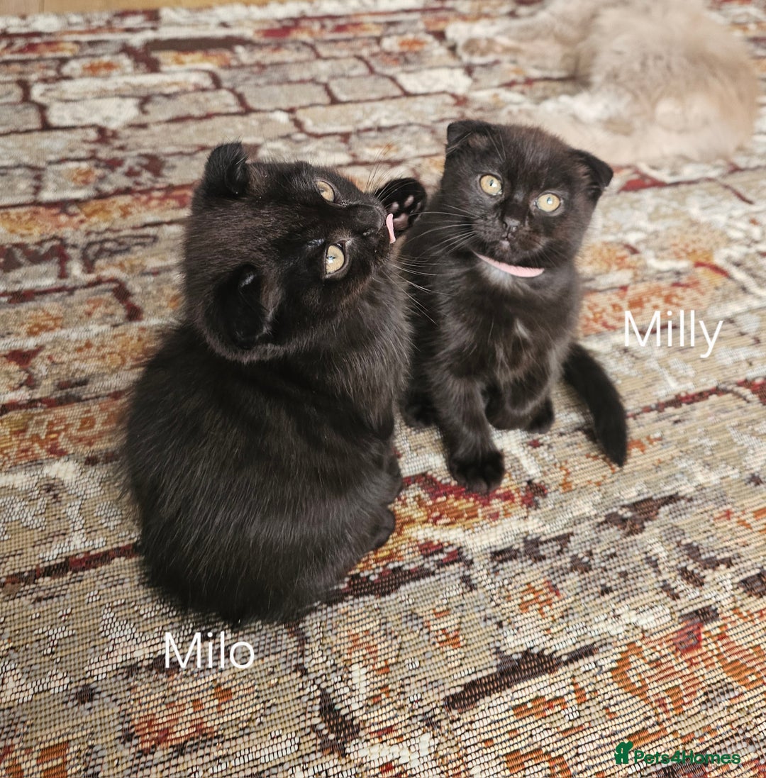 Mixed Breed cats for sale: Scottish Fold Kittens!Rare 🍫chocolate colour🐱 - Image 31