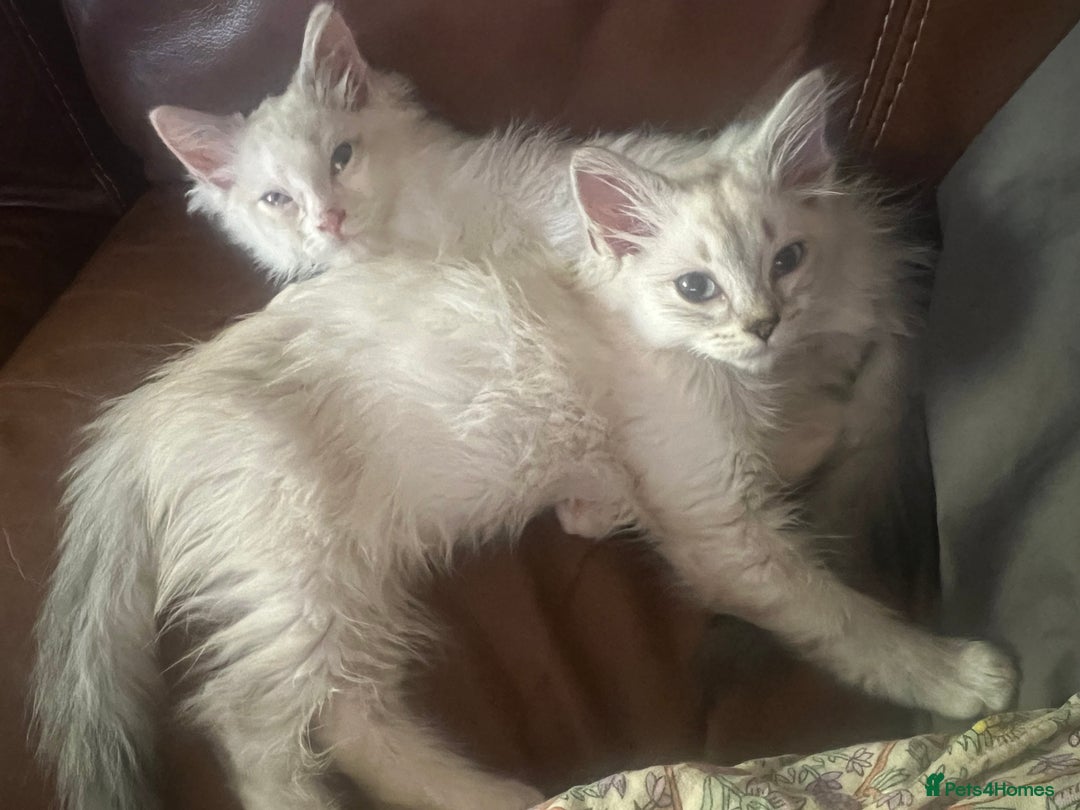 Ragdoll cats for sale:  ragdoll - Image 13