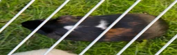 Guinea Pig rodents for sale: 3 Boys Guine Pig :) - Advert 4