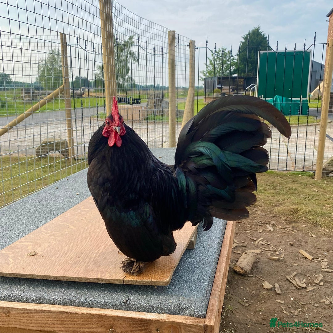 Chickens poultry for sale: Sablepoot Hatching Eggs (Booted Bantams) - Advert 3