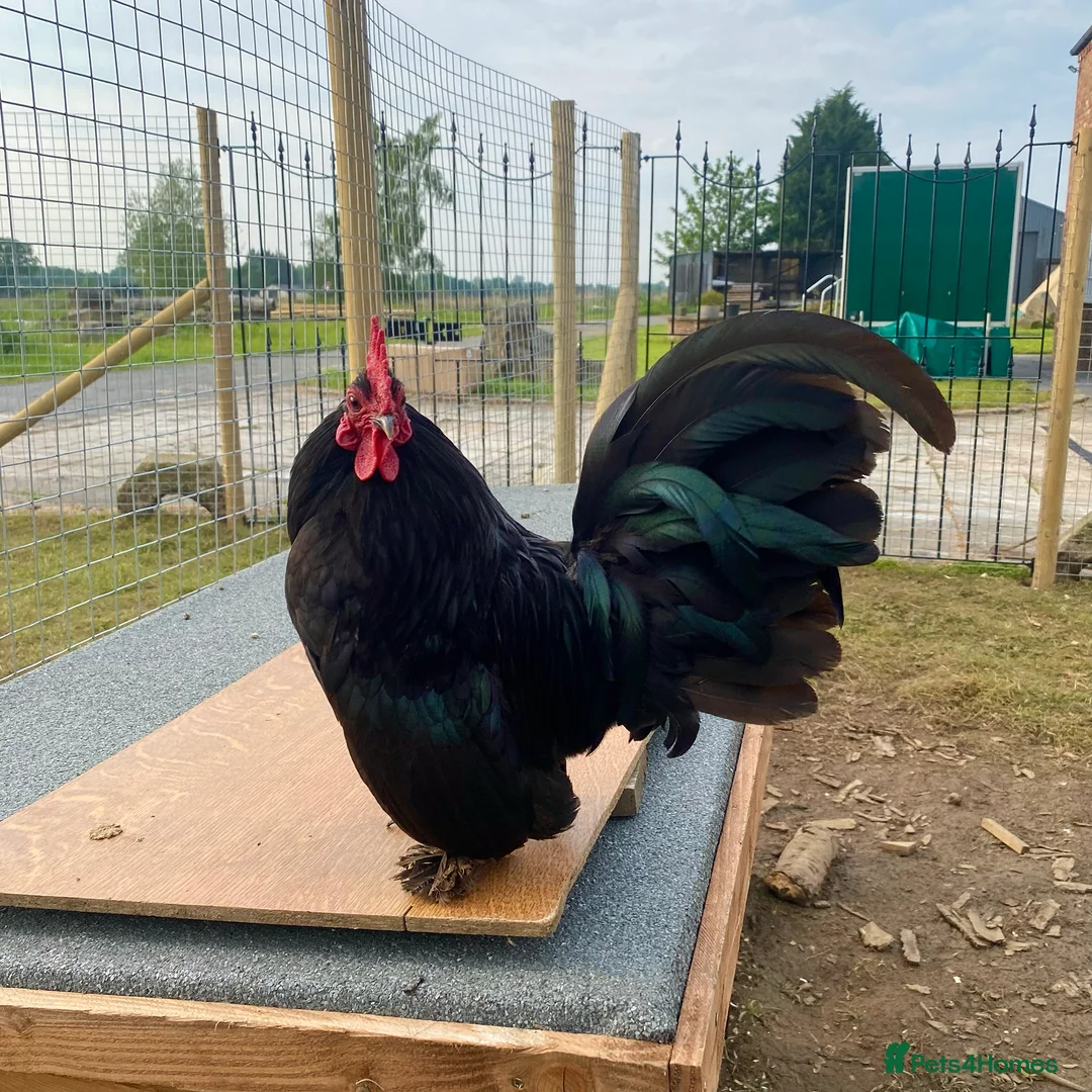 Chickens poultry for sale: Sablepoot Hatching Eggs (Booted Bantams) - Advert 4