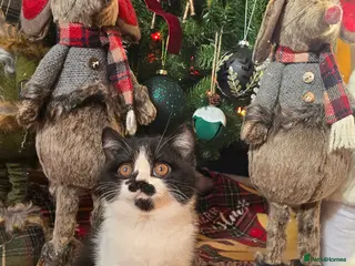 British Shorthair cats Beautiful British Shorthair girl 🎀 - Advert 13