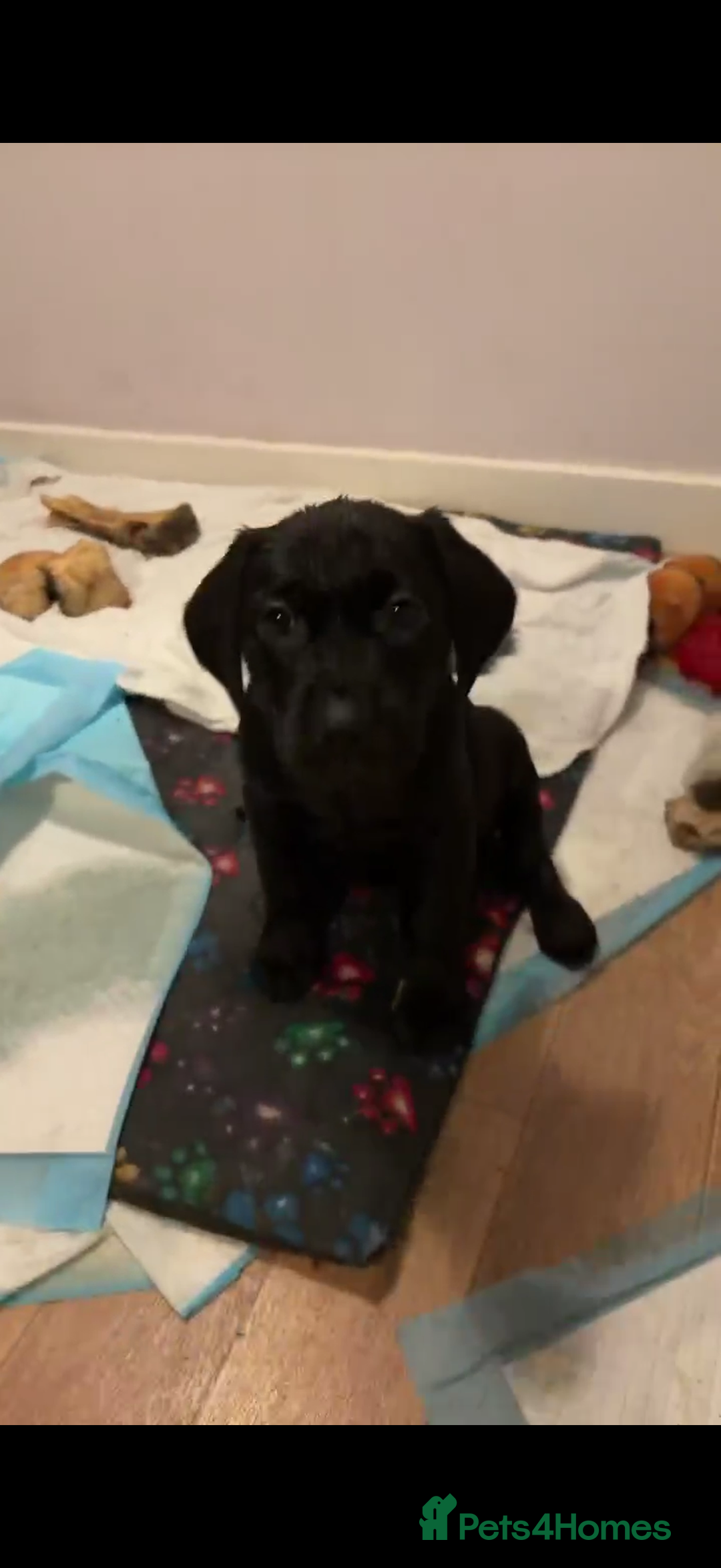 Labrador Retriever dogs for sale: 3 Black Labrador puppies from a litter of 10!! - Advert 3