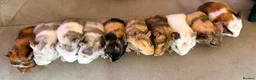 Guinea Pig rodents for sale: Beautiful baby guinea pigs  - Advert 2