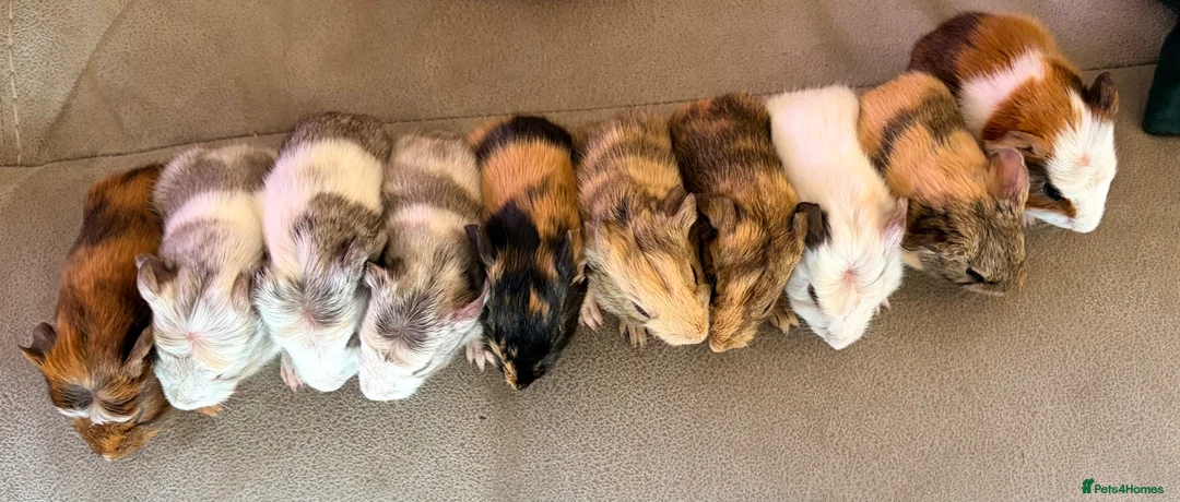 Guinea Pig rodents for sale: Beautiful baby guinea pigs  - Advert 2