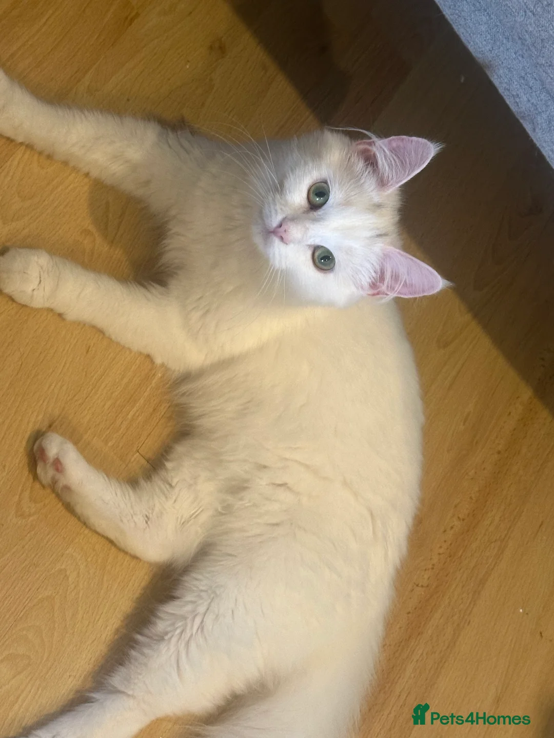 Maine Coon cats for sale: Half Maine coon Kitten  - Advert 2