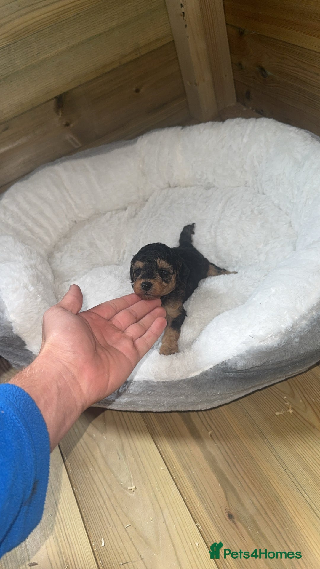 Cockapoo dogs for sale: Toy miniature cockapoo puppy’s  - Image 4