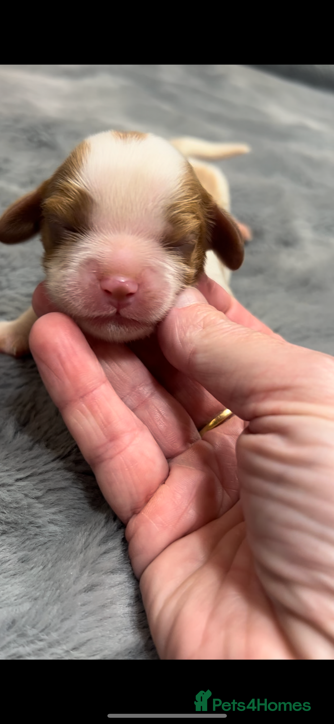 Cavalier King Charles Spaniel dogs for sale: Chocolate Kc reg cavalier King Charles - Advert 32