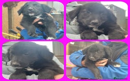 Mixed Breed dogs for sale: Beautiful friendly Labrador x Welsh Collie Puppies - Image 9