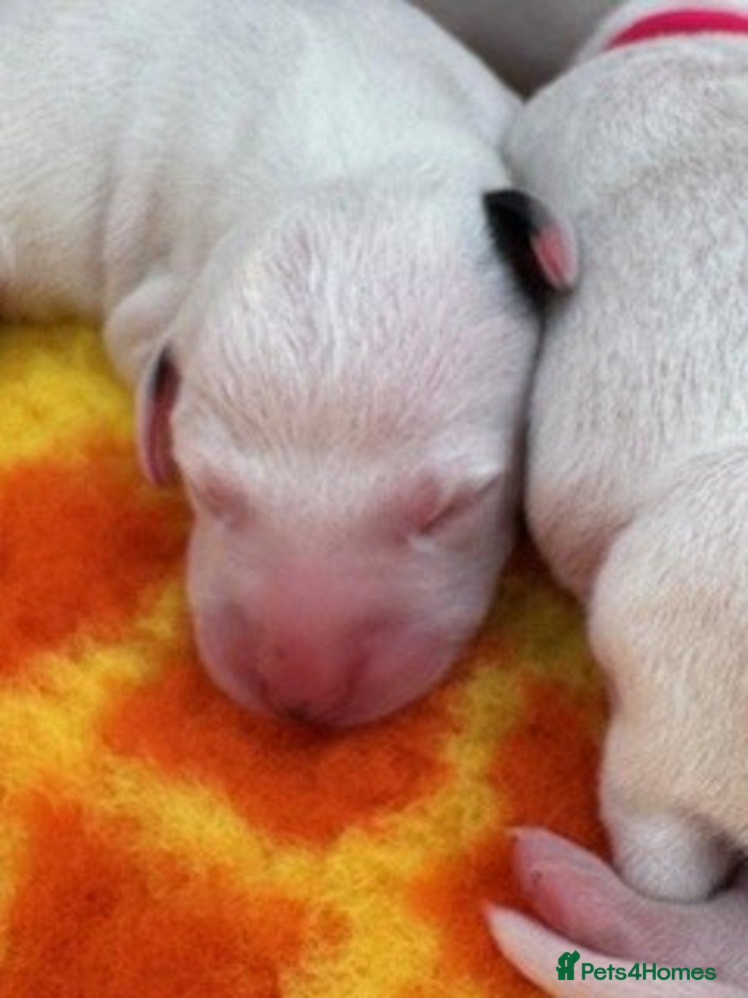 Dalmatian dogs for sale: Tamilanda Dalmatian's  - Image 9
