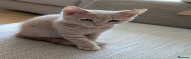 Mixed Breed Kitten 1