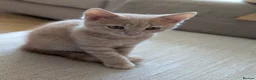 Mixed Breed cats for sale: 1 ginger male kitten left - Advert 5