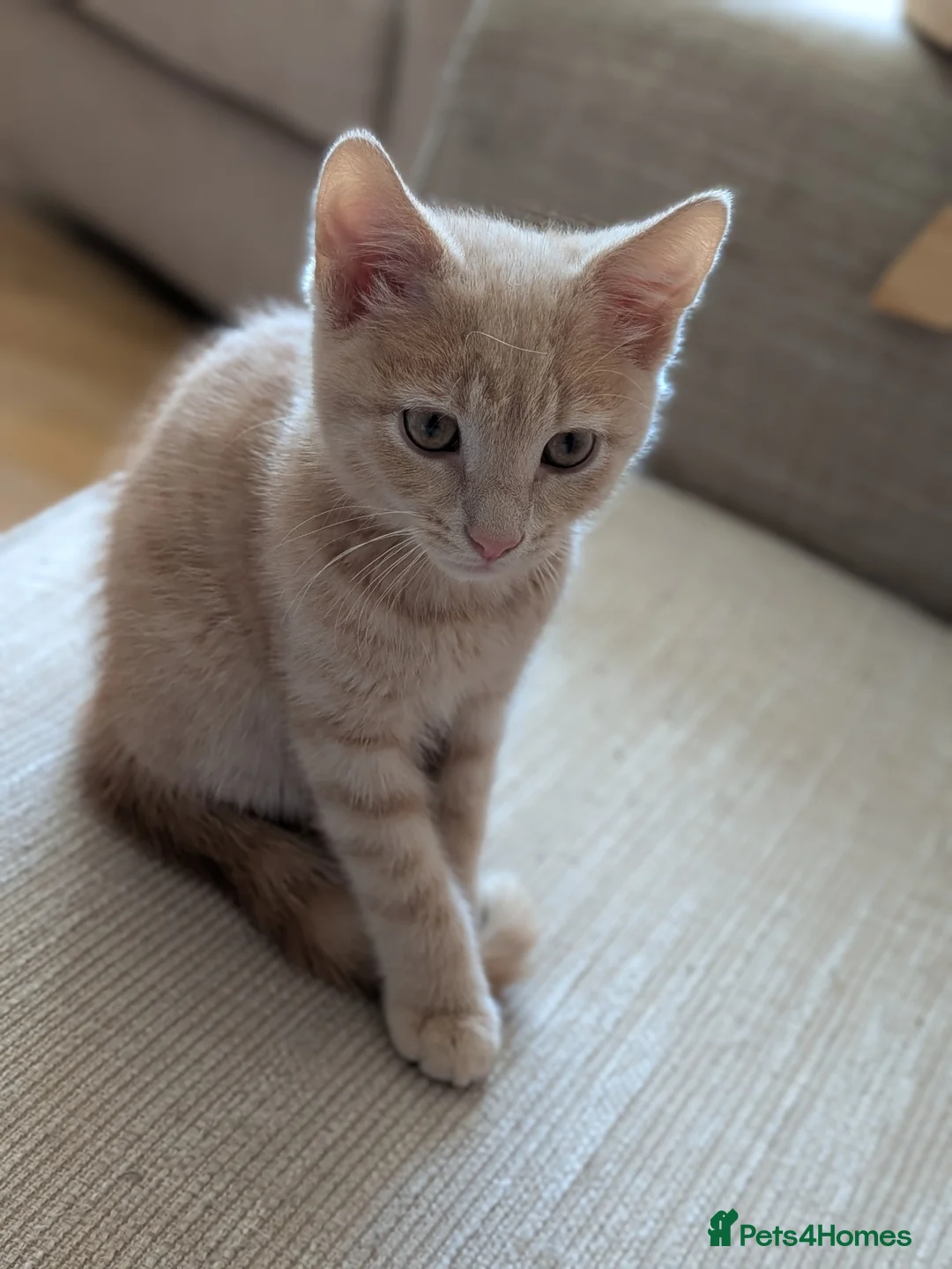Mixed Breed cats for sale: 1 ginger male kitten left - Advert 5
