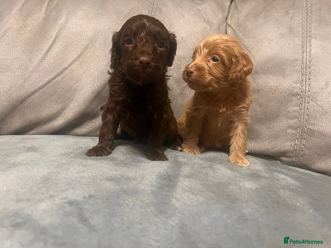 Cockapoo dogs for sale: 🐶F1 Cockerpoo Pups – Merle, Chocolate, Apricot 🐶 - Image 7