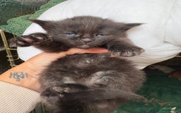 Maine Coon cats for sale: 5 beautiful maincoone litter  - Image 4