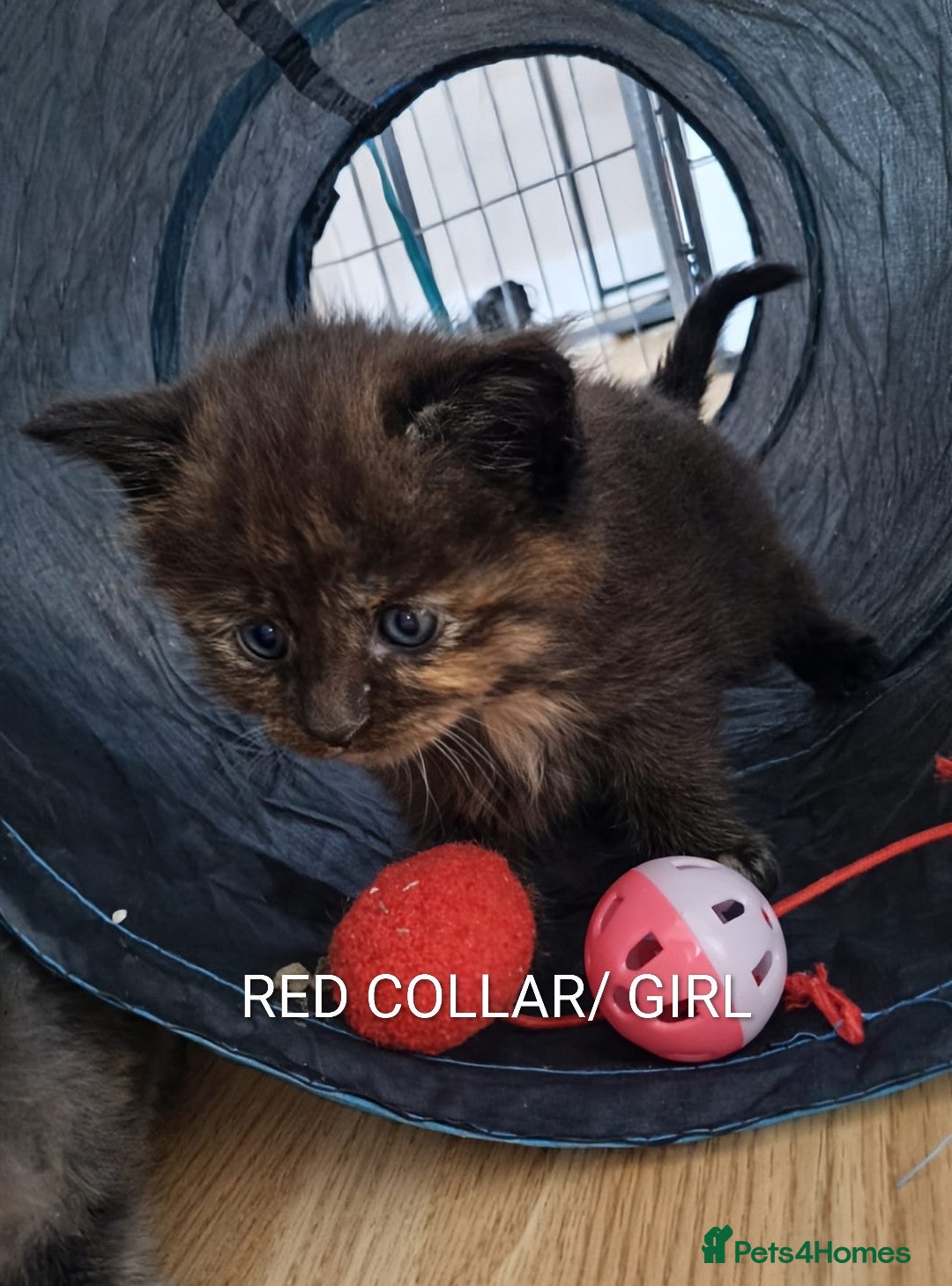 Maine Coon cats for sale: GREAT QUALITY MAINE COON KITTENS/DNA/GCCF  - Advert 10