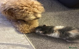 Mixed Breed cats for sale: Beautiful Perdoll Kittens🐾 - Advert 13