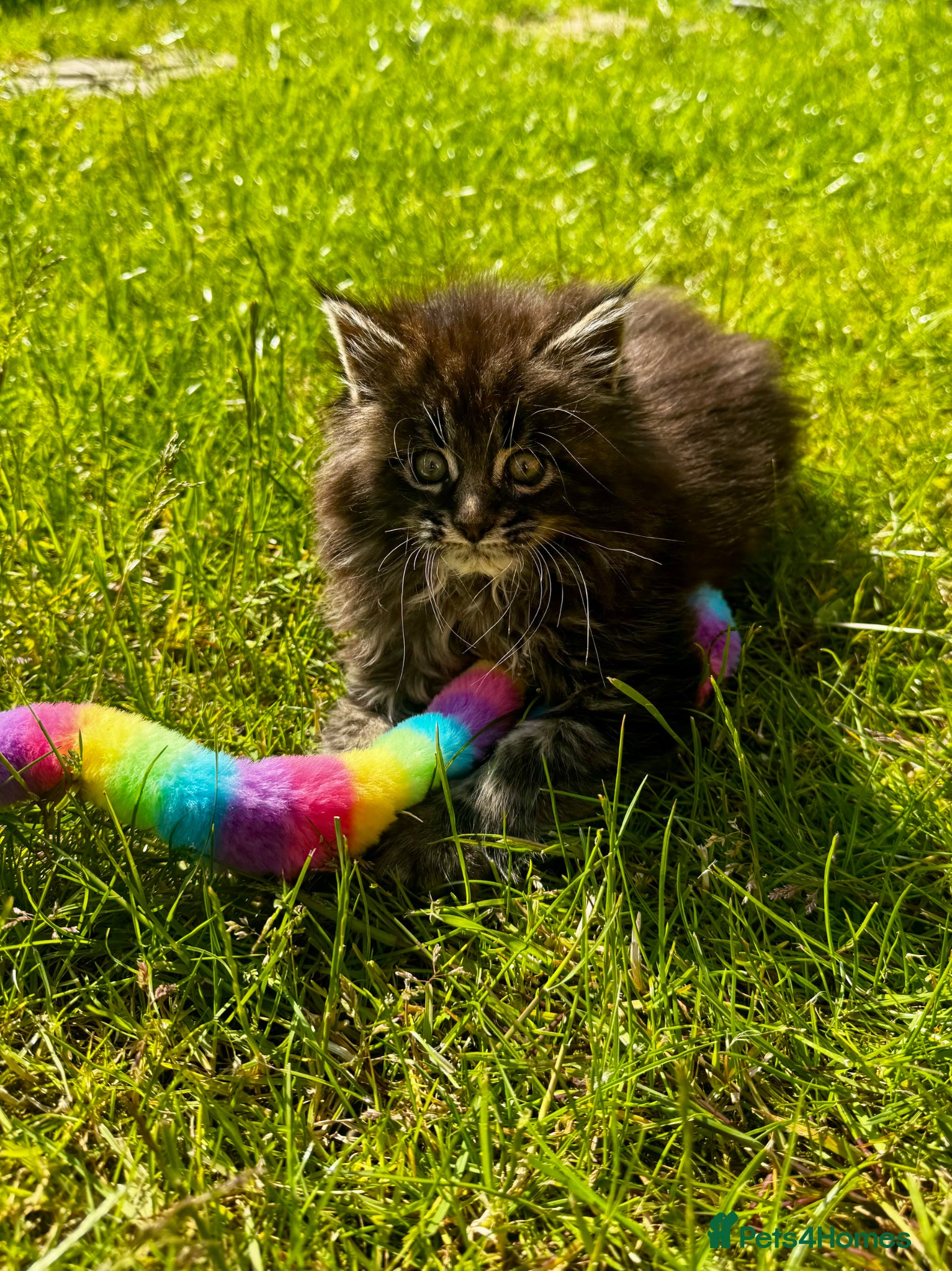 Maine Coon cats for sale: Pedigree Maine Coon Male Kitten in Newtownards - Advert 11
