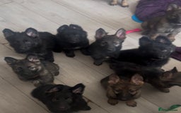 German Shepherd dogs for sale: Czech German Shepherd KC Registered puppies - Image 2