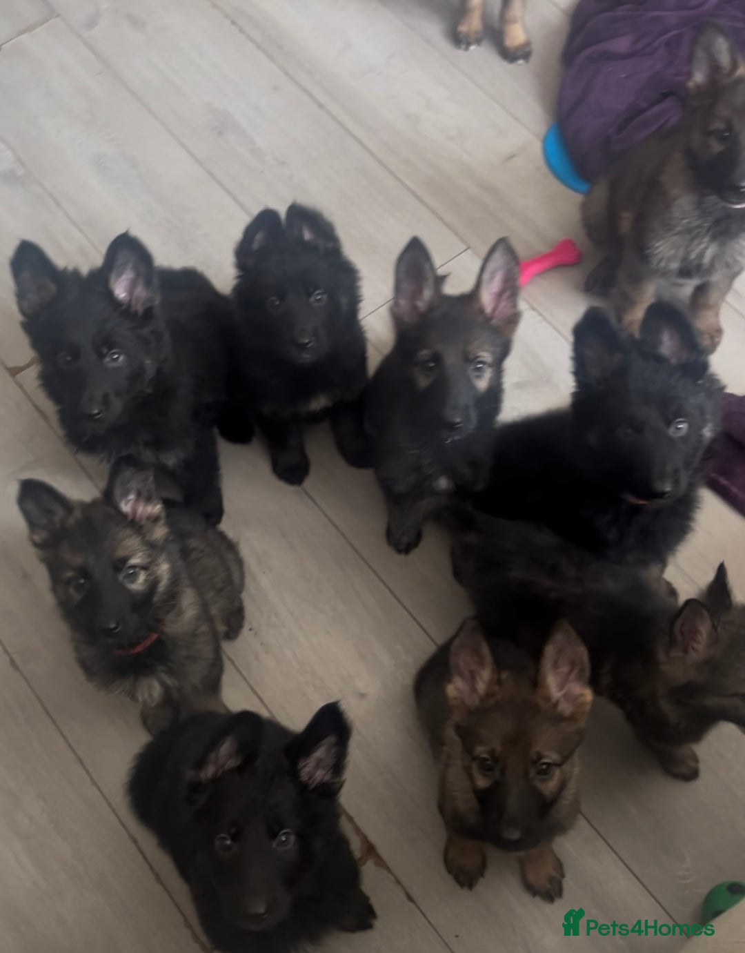 German Shepherd dogs for sale: Czech German Shepherd KC Registered puppies - Image 2