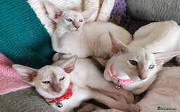 Siamese cats for sale: Pedigree Siamese Kittens for sales - Image 9