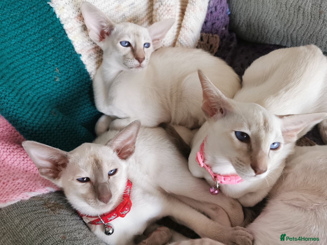 Siamese cats for sale: Pedigree Siamese Kittens for sales - Image 9