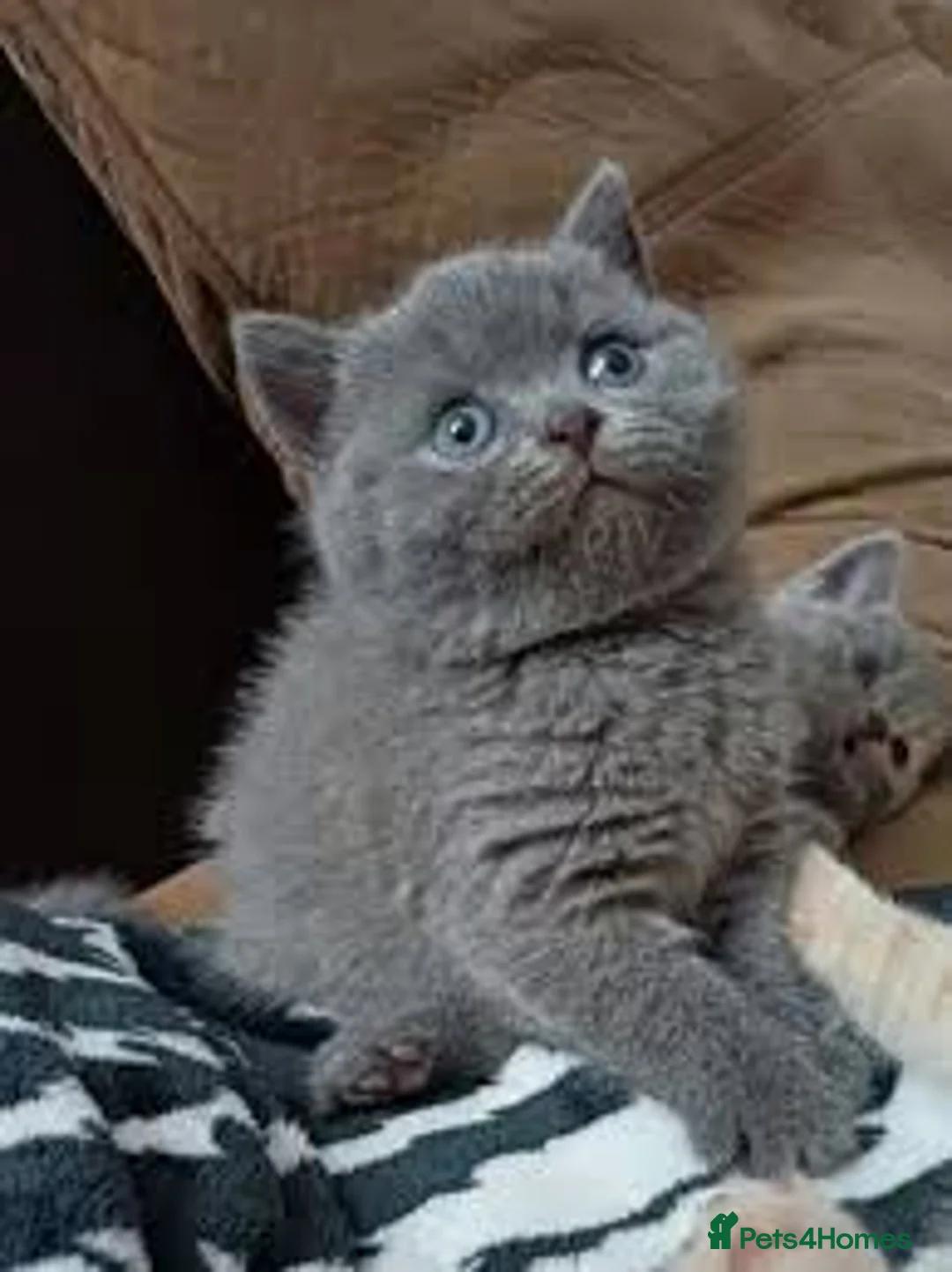 British Shorthair cats for sale: British Shorthaired Kittens - Advert 4