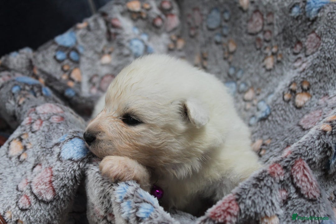 Samoyed dogs for sale: Samoyed puppies - fluff and joy - Image 13