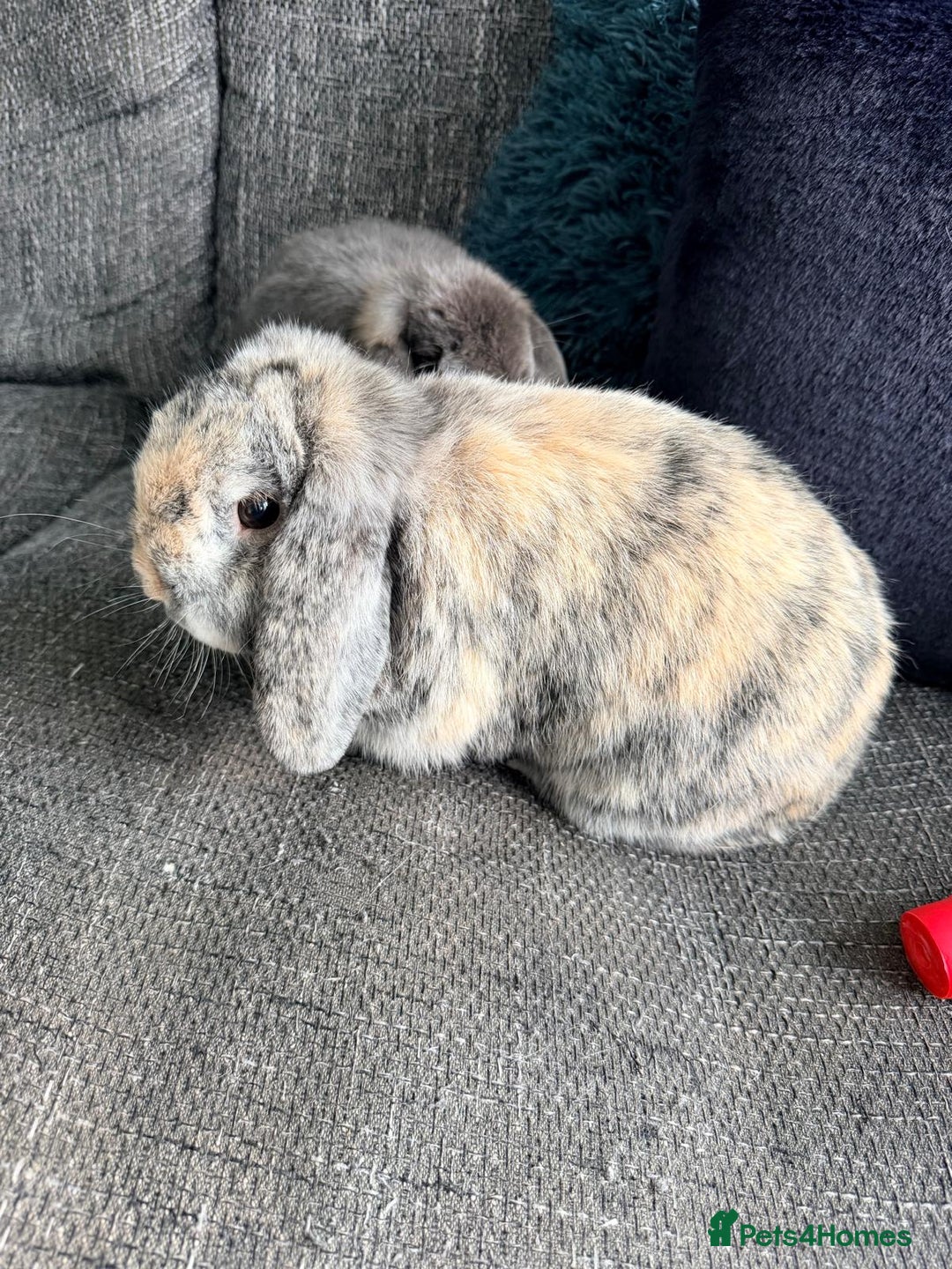Mini Lop rabbits for sale: Two male Mini Lop Rabbits - Advert 2