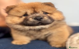Chow Chow dogs for sale: 4 month old chow chow male  - Image 14