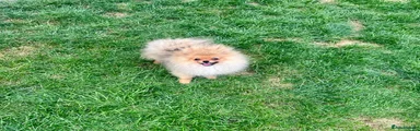 Tiny boy