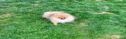 Pomeranian dogs for sale: 🐻Tiny boy 1kg at 4 months🔥Championship  - Advert 1